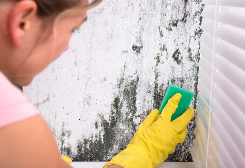 How-Do-You-Get-Rid-of-Mould-on-Walls