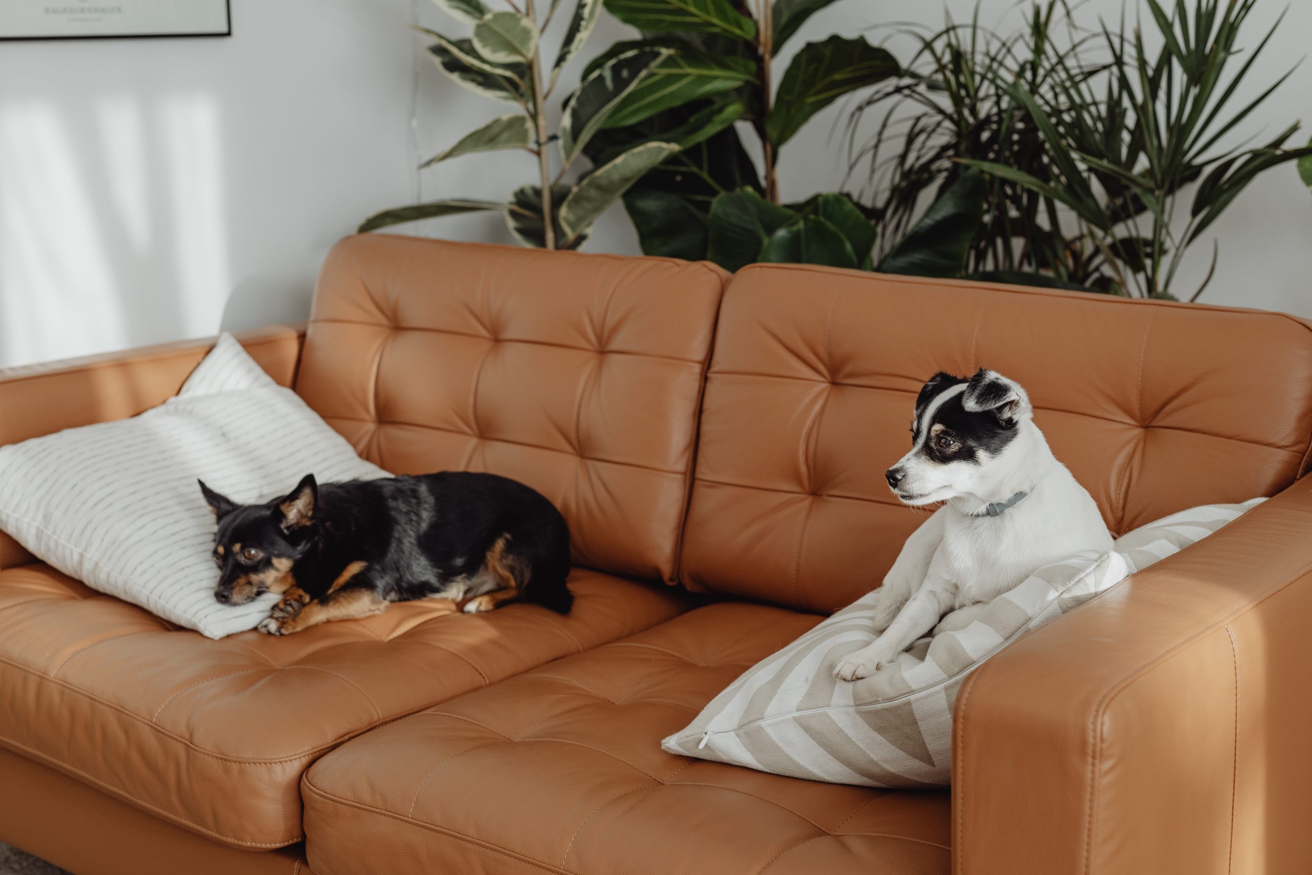 two dogs sitting on couch.